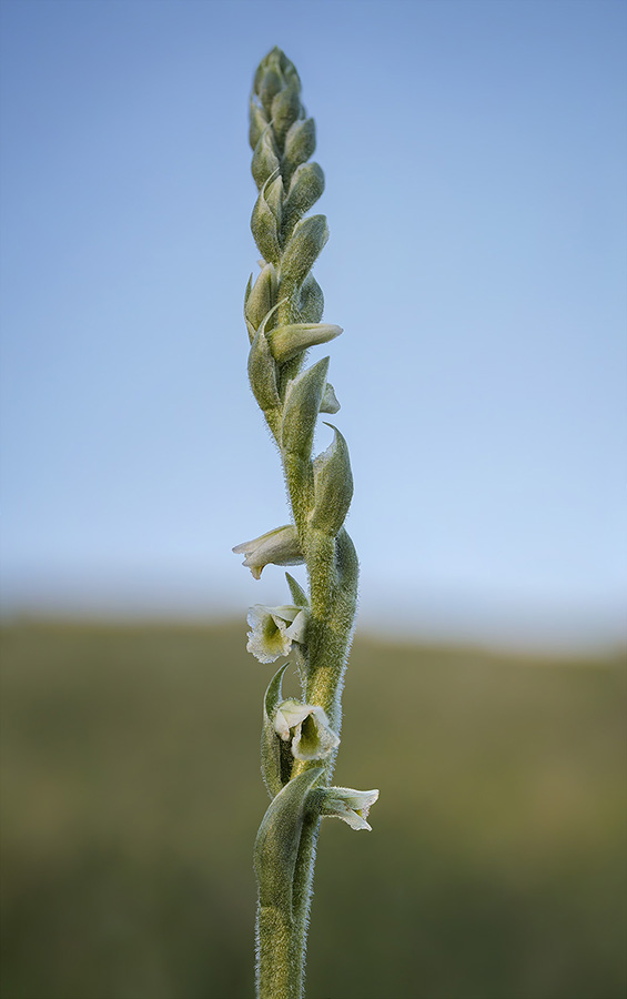 Spiranthes spiralis